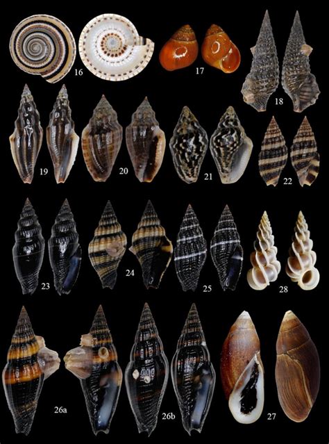 cambrian clam evolution.